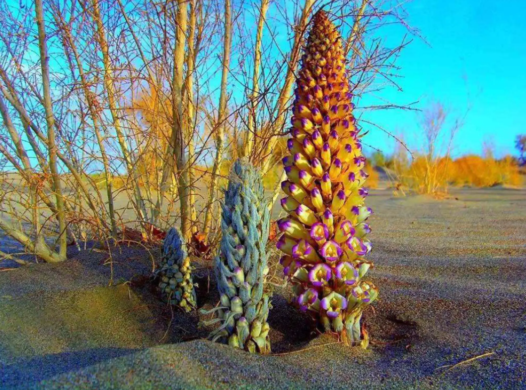 林達(dá)沙產(chǎn)業(yè)