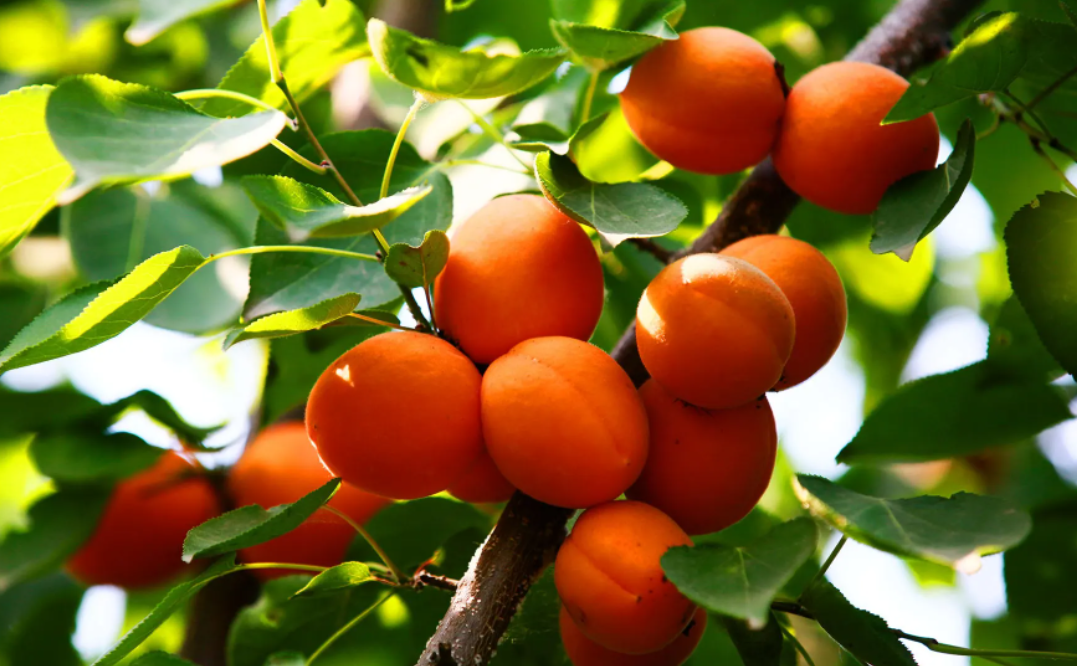 承德露美達(dá)飲料有限公司